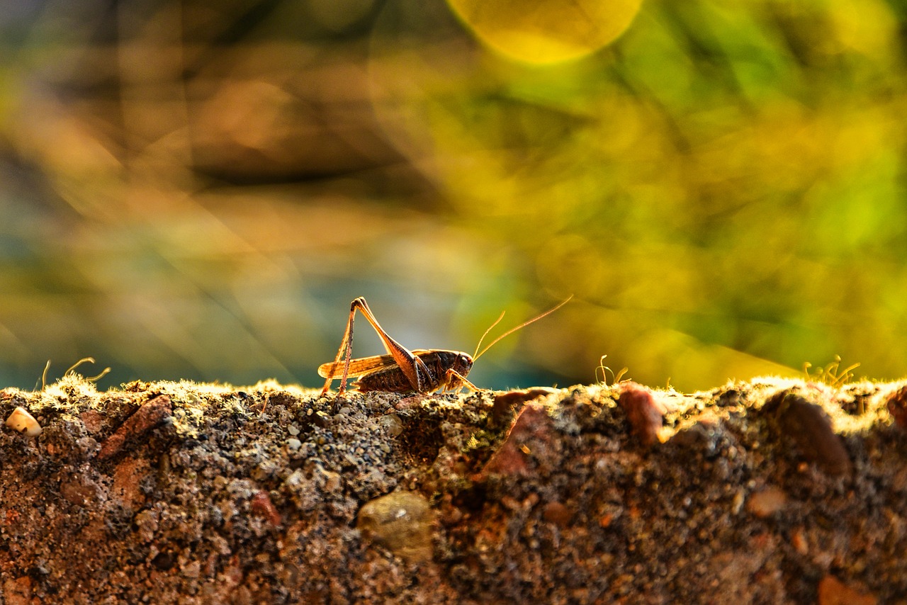 Sustainable Land Use and Conservation Practices: Key to Biodiversity